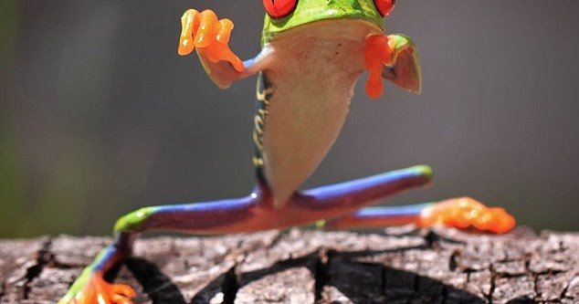 A look at fu frog jugar online